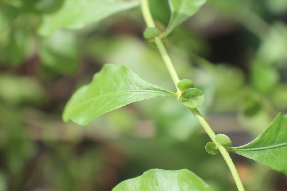 Plumbago auriculata Lam.